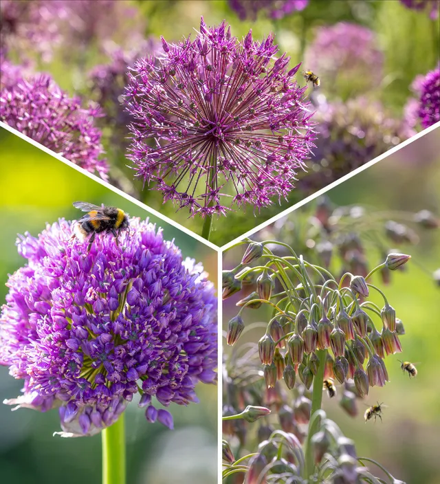 Sarah Raven Allium Collection Blumenzwiebeln 36 Stück bienenfreundlich