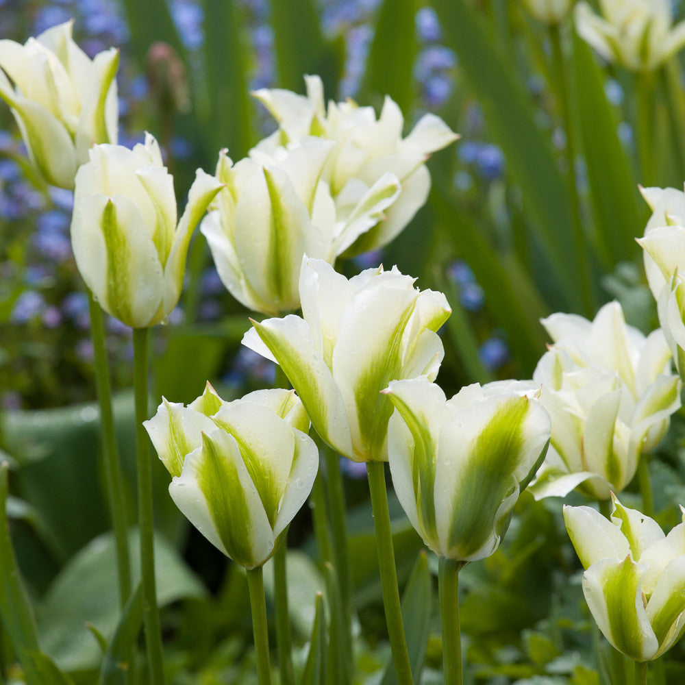 Sarah Raven Bulbs Spring Green Tulpenzwiebeln 10 Stück grün-weiß