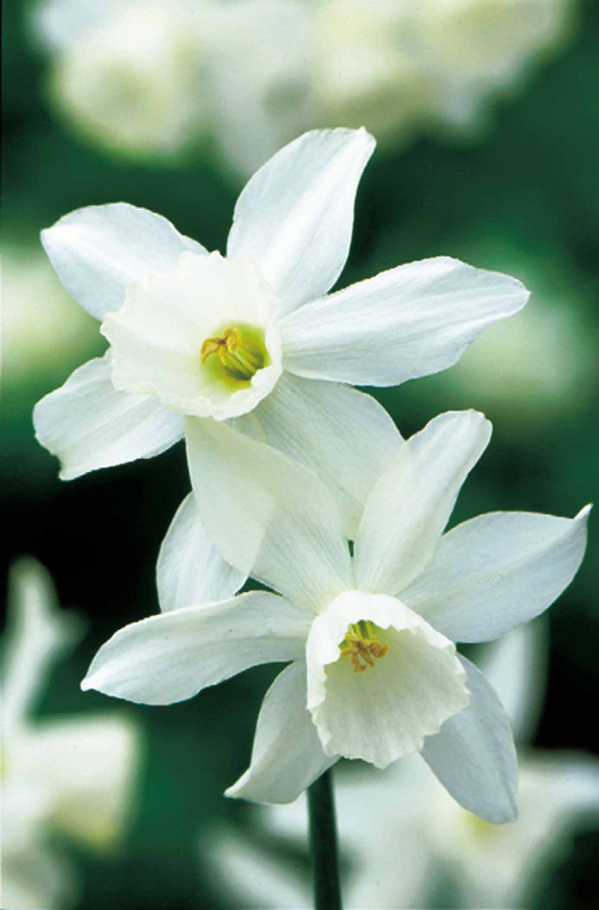 Sarah Raven Bulbs Narzisse Thalia Blumenzwiebeln 15 Stück elfenbein