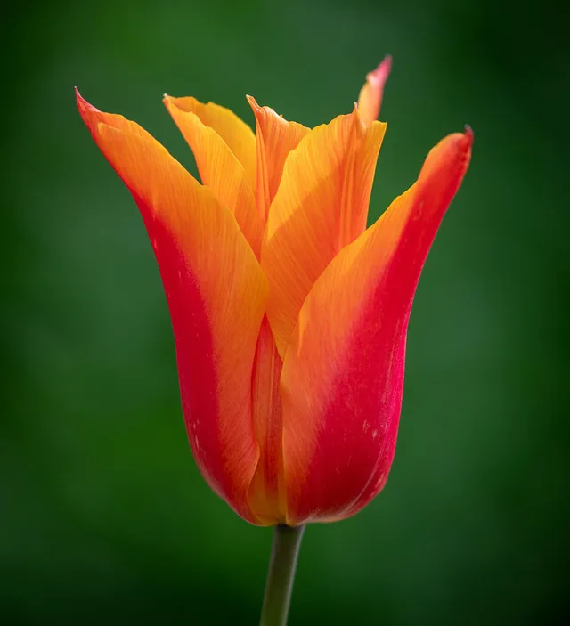 Sarah Raven Bulbs Tulpe Ballerina Blumenzwiebeln 10 Stück orange