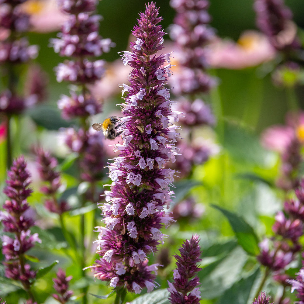 Sarah Raven Agastache Beelicious Pink Staude 3x9cm rosa