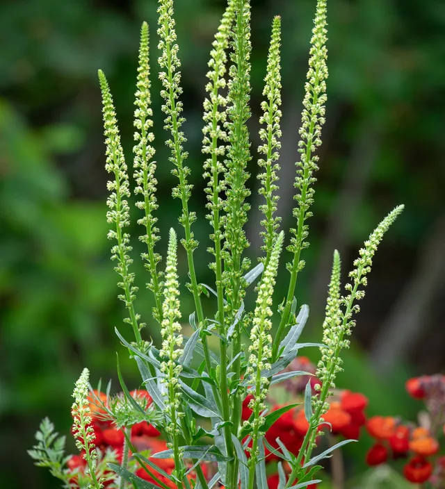 Sarah Raven Seeds Reseda luteola Samen 500 Stück duftend