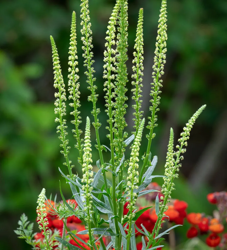 Sarah Raven Seeds Reseda luteola Samen 500 Stück duftend