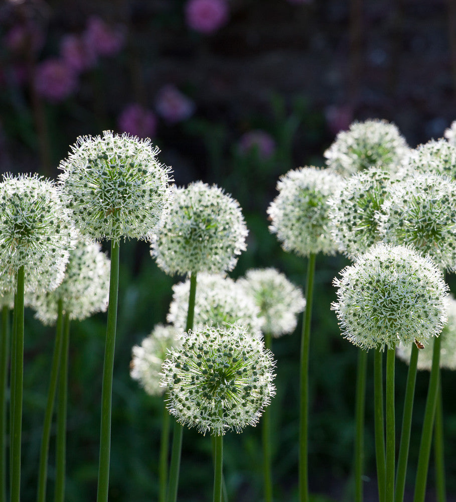 Sarah Raven Bulbs Allium stipitatum Mount Everest Blumenzwiebeln 3 Stück weiß