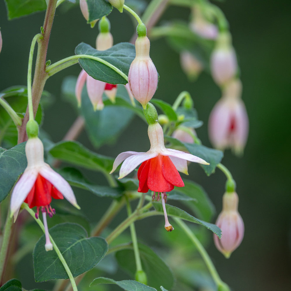 Sarah Raven Plants Fuchsie Mandarin Cream 3x9cm Dauerblüher