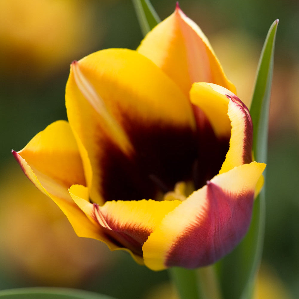Sarah Raven Bulbs Tulip Gavota Blumenzwiebeln 15 St. schattentauglich