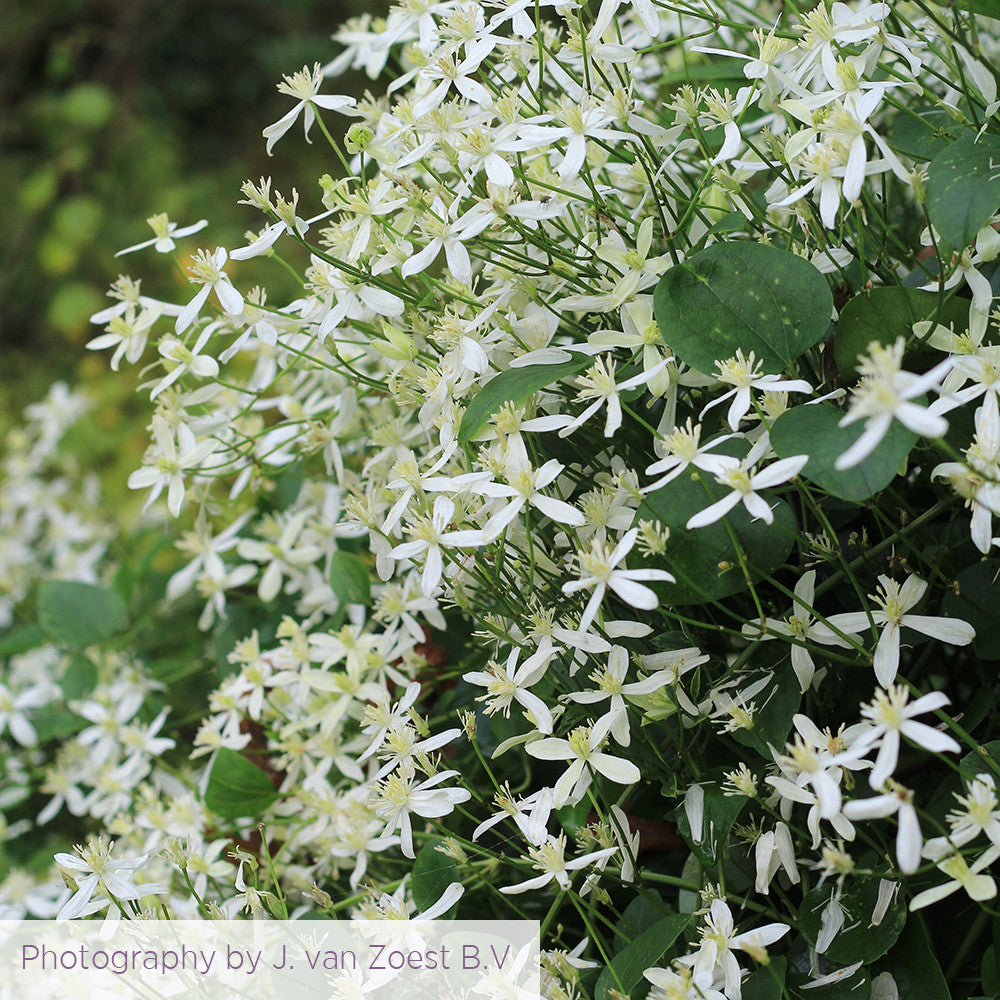 Sarah Raven Clematis terniflora Clematis 2-L-Topf cremeweiß
