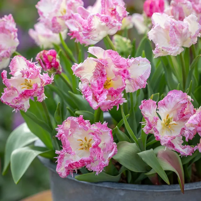 Sarah Raven Bulbs Tulpe Cabanna Zwiebeln 10 Zwiebeln parrot