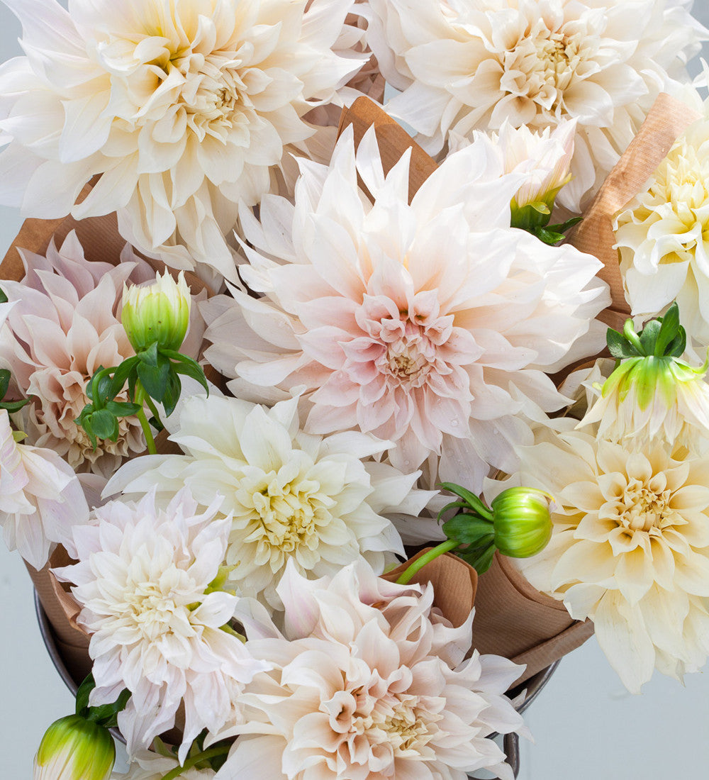 Sarah Raven Bulbs Dahlie Café au Lait Blumenzwiebel 3 Knollen creme-rosa