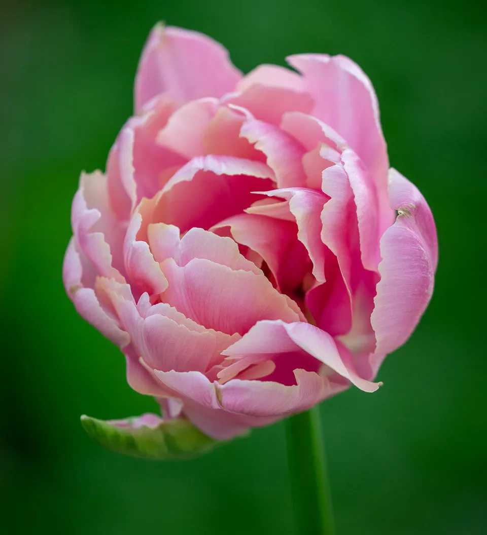 Sarah Raven Bulbs Tulip Pink Star Blumenzwiebeln 10 Stück gefüllt