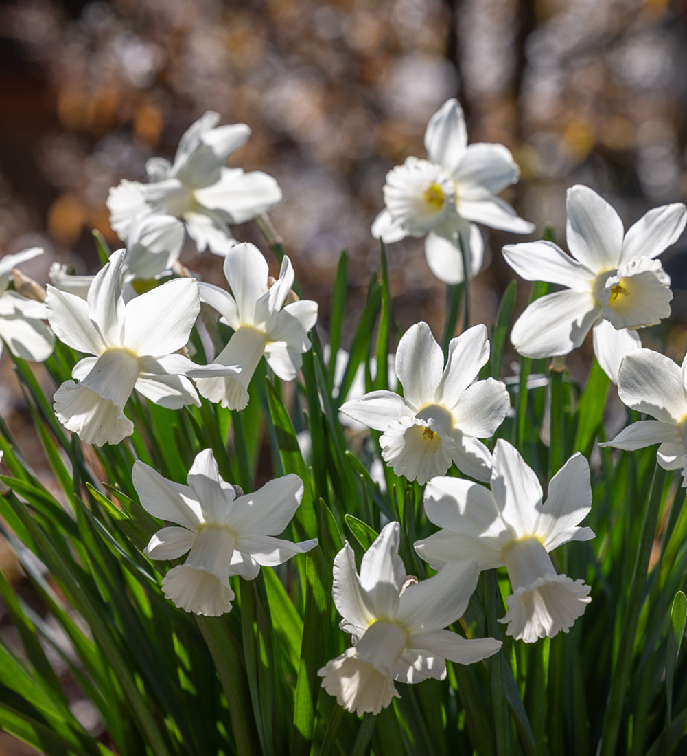 Sarah Raven Bulbs Narcissus Lady Madonna Blumenzwiebeln 15 St creme