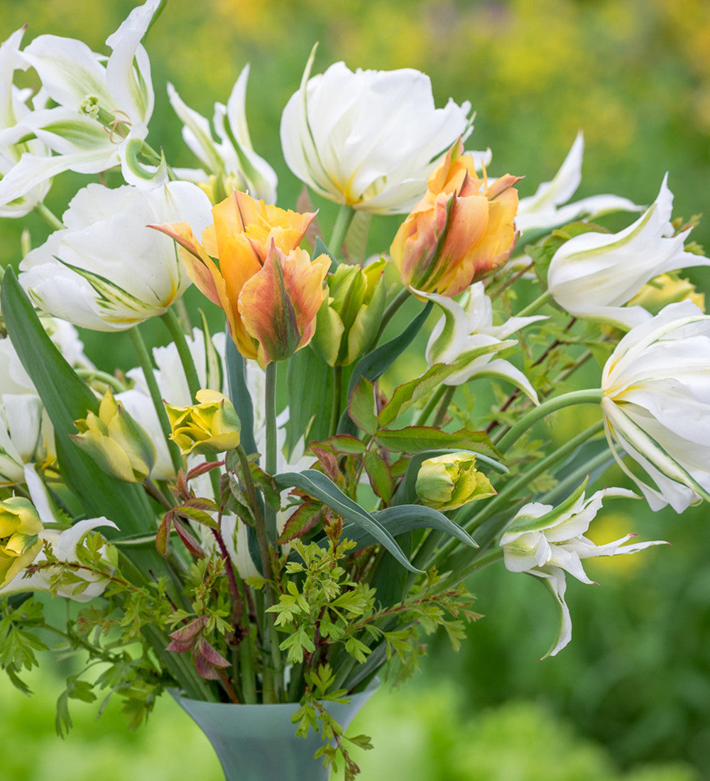 Sarah Raven Bulbs Lemon Sorbet Tulpen Kollektion 40 Zwiebeln gelb