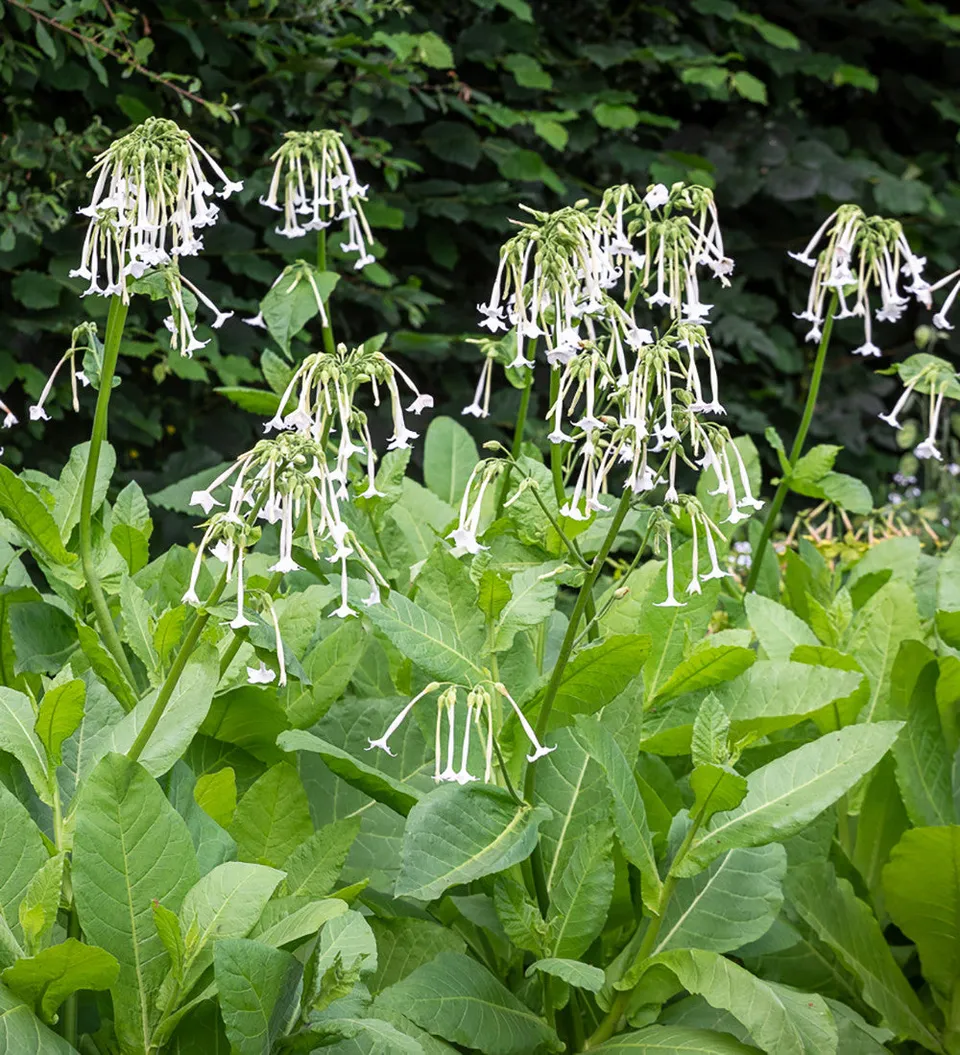 Sarah Raven Seeds Nicotiana Only the Lonely Samen 200 Korn Nachduft