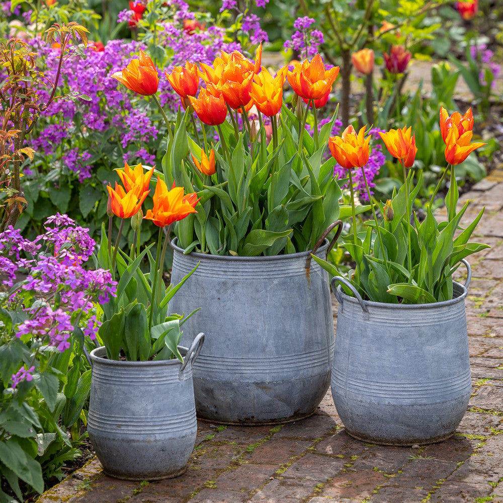 Sarah Raven Gardening Zinc Barrel Pflanztopf Zink 3er Set rund
