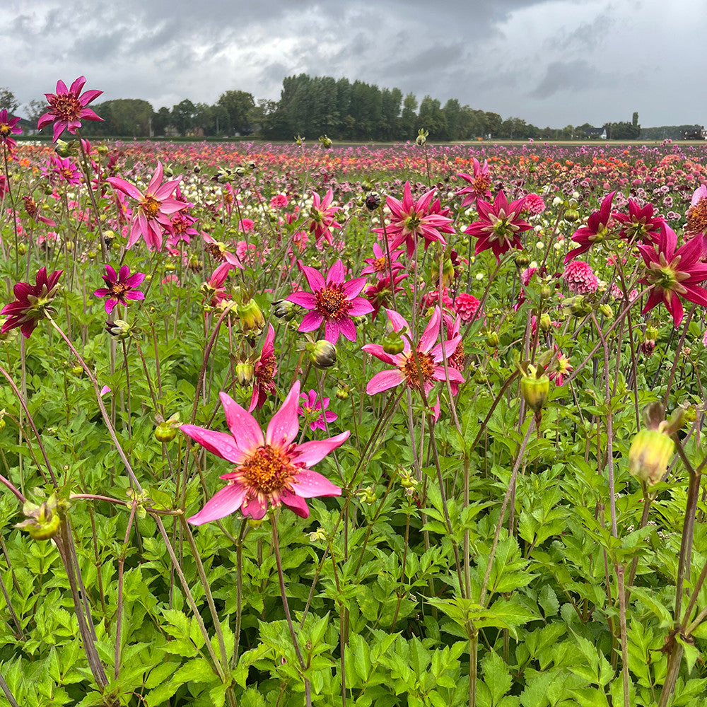 Sarah Raven Dahlia Pink Starfish Dahlienknolle 1 Knolle pink