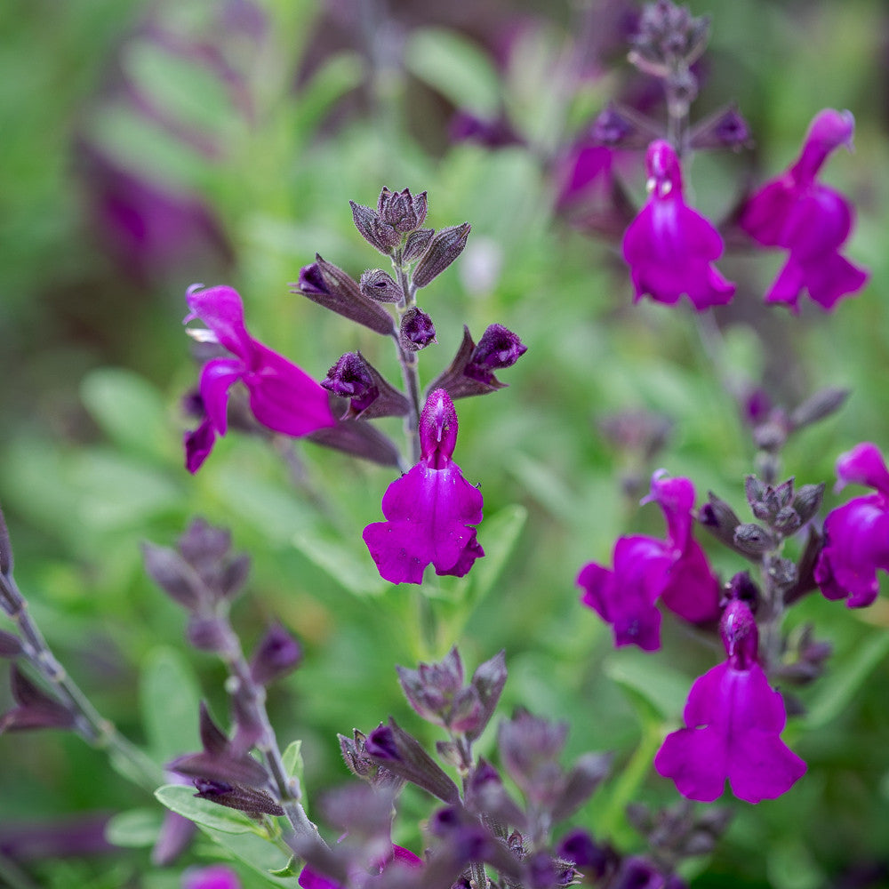 Sarah Raven Plants Salvia Mirage Deep Purple 3 Töpfe Lila