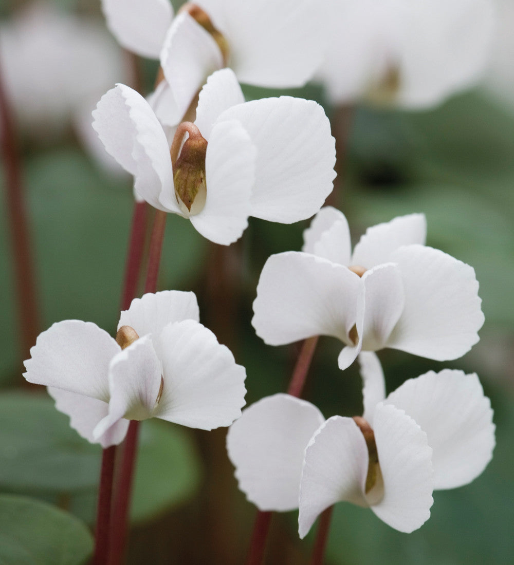 Sarah Raven Plants Cyclamen coum Pflanze 3 x 9cm Töpfe winterhart