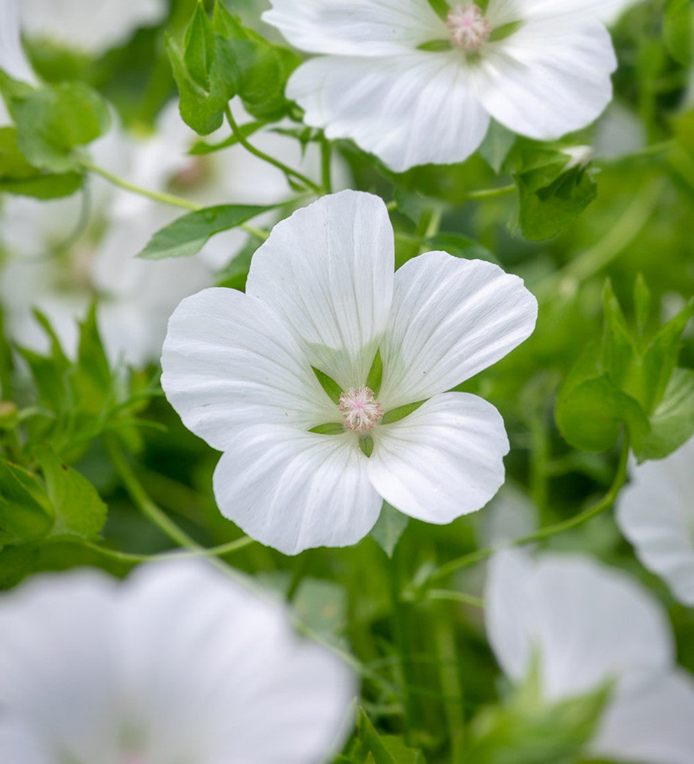 Sarah Raven Seeds Malope trifida Alba Samen 500 weiß