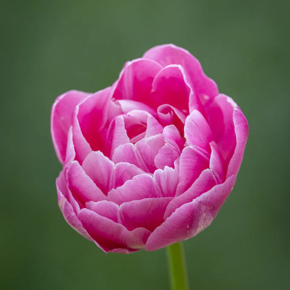 Sarah Raven Bulbs Tulpe Vogue Blumenzwiebeln 10 Stück rosa