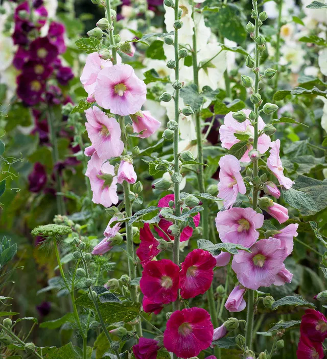 Sarah Raven Alcea Giant Single Mixed Samen 50 Stück