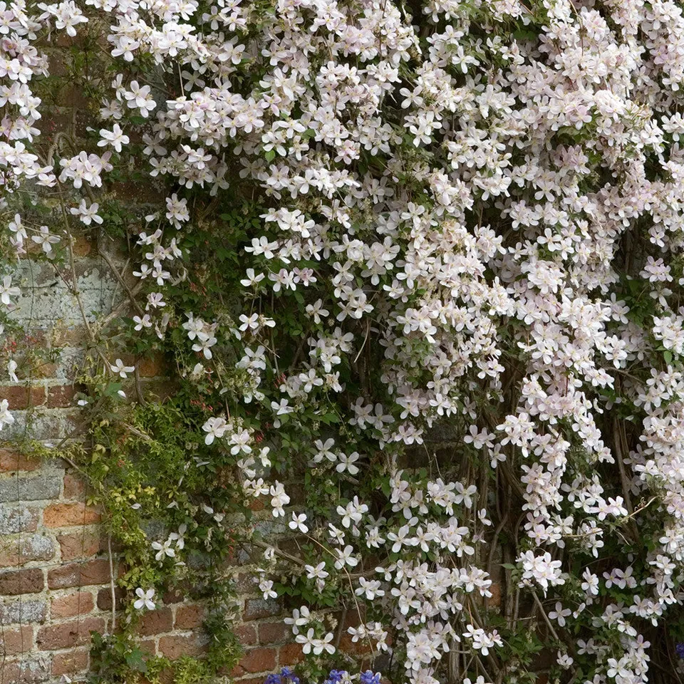 Sarah Raven Clematis montana Tetrarose Pflanze 2L Topf rosa