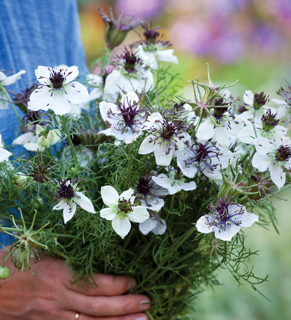 Sarah Raven Seeds Nigella African Bride Blumensamen 200 Samen