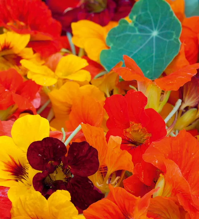 Sarah Raven Seeds Nasturtium Tip Top Mix Samen 25 bunt