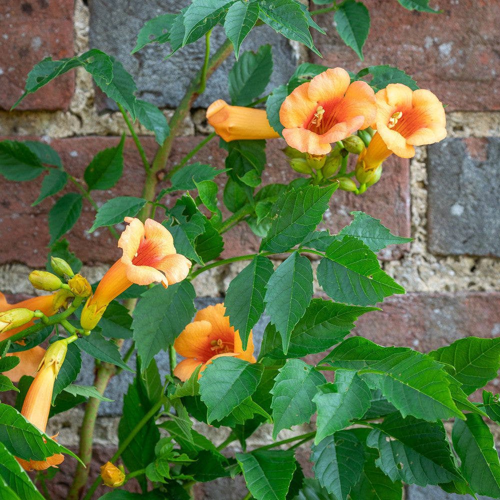 Sarah Raven Plants Campsis Indian Summer Kletterpflanze 2-Liter-Topf