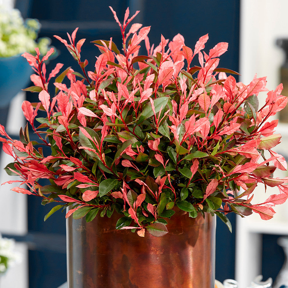 Sarah Raven Photinia Little Fenna Strauch 2L immergrün rot
