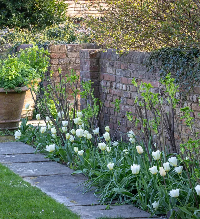 Sarah Raven Bulbs White Border Tulpen 45 Blumenzwiebeln weiß