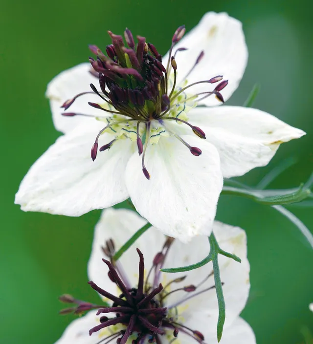 Sarah Raven Seeds Nigella African Bride Blumensamen 200 Samen