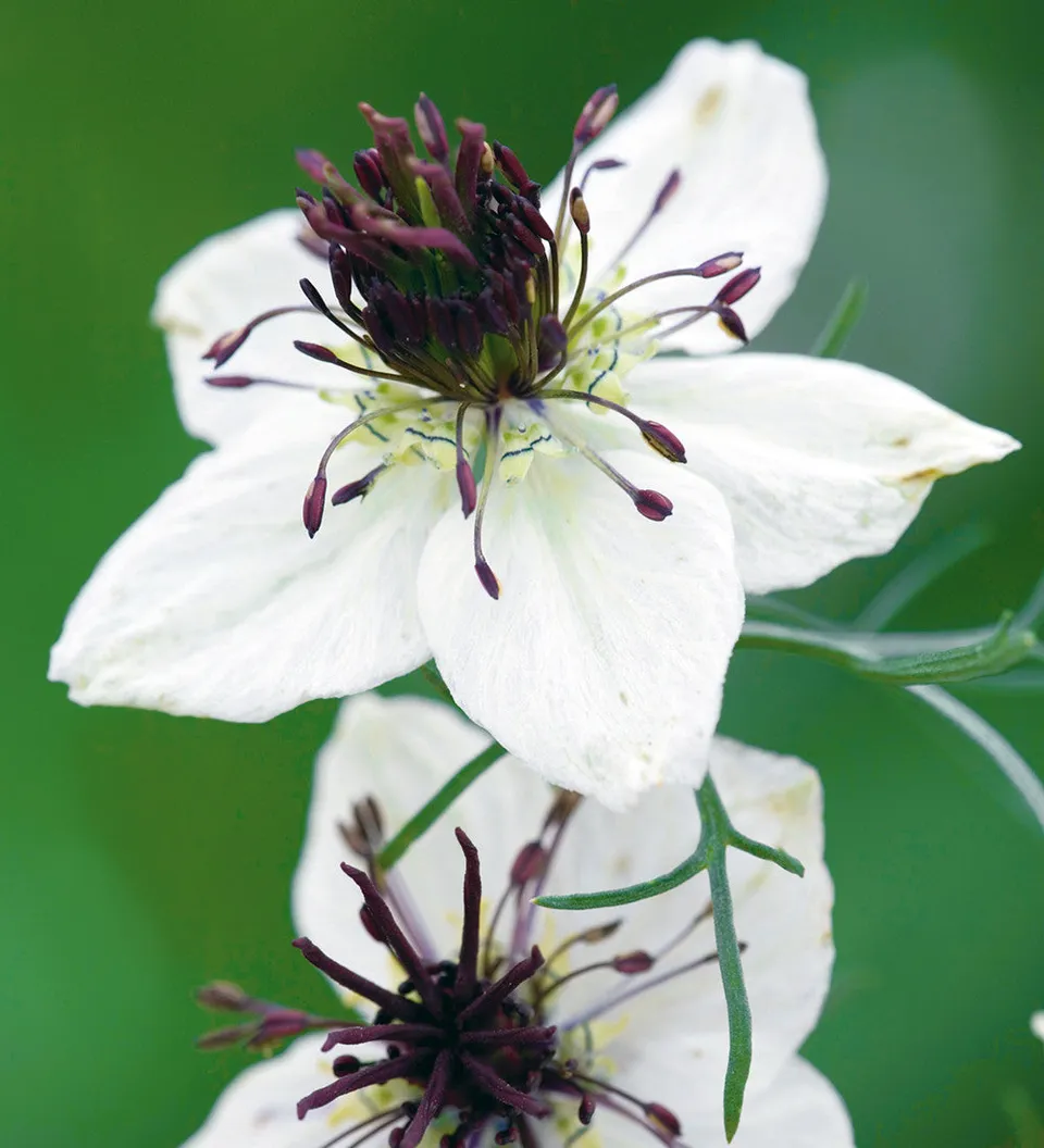 Sarah Raven Seeds Nigella African Bride Blumensamen 200 Samen