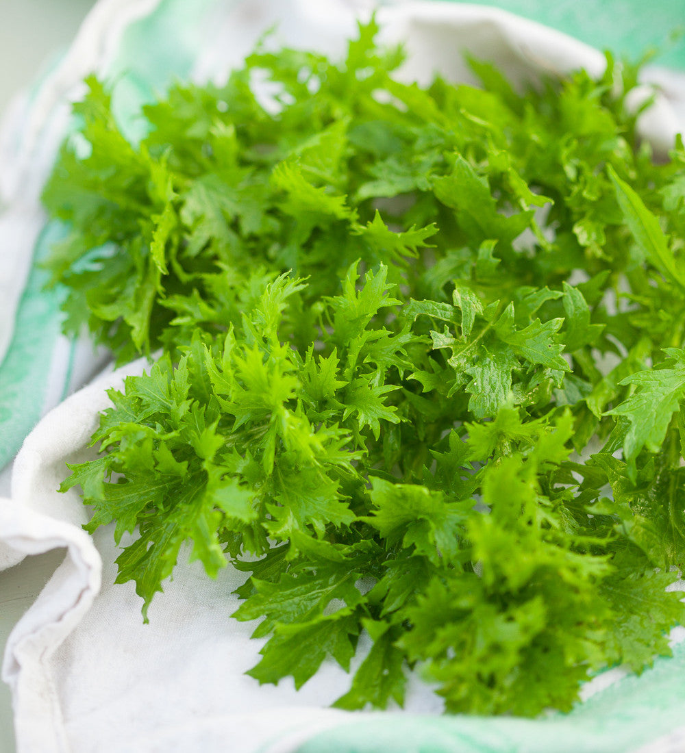 Sarah Raven Seeds Mustard Wasabi Samen 250 Samen Wasabi-Geschmack