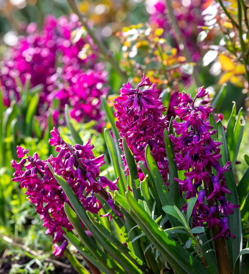 Sarah Raven Bulbs Hyacinthus Woodstock Hyazinthe 5 Blumenzwiebeln rot