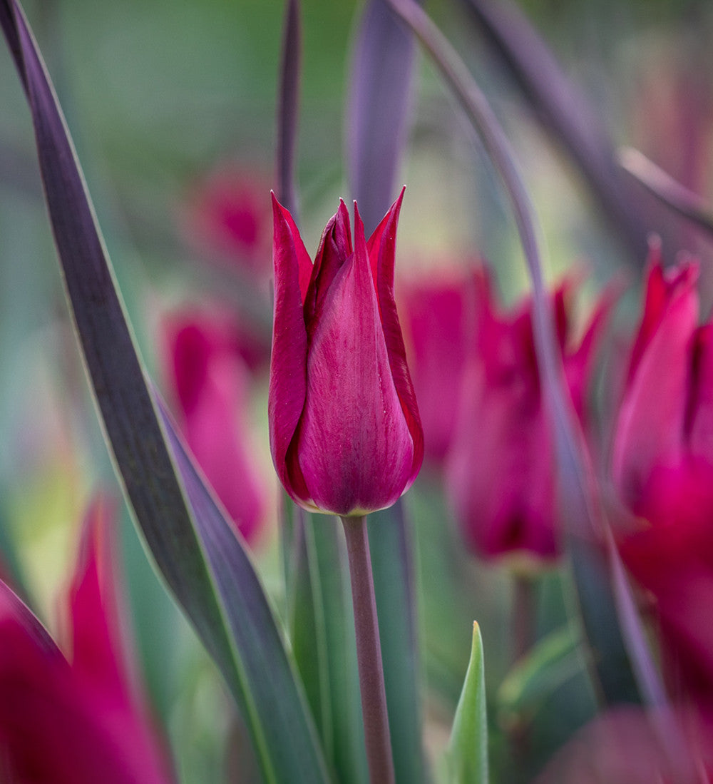 Sarah Raven Bulbs Tulpe Purple Heart Zwiebeln 10 Stück lila