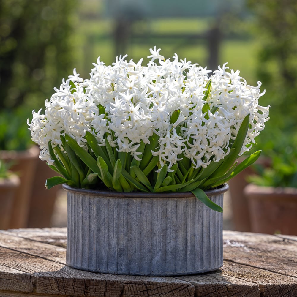 Sarah Raven Bulbs Hyazinthe Multiflora White 5 Zwiebeln