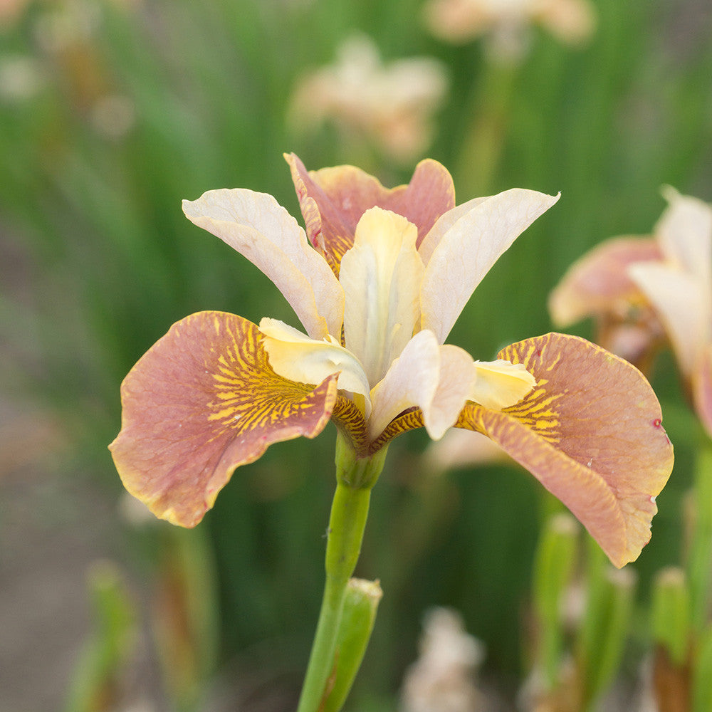Sarah Raven Plants Iris sibirica Drink Your Tea Staude 3 Rhizome