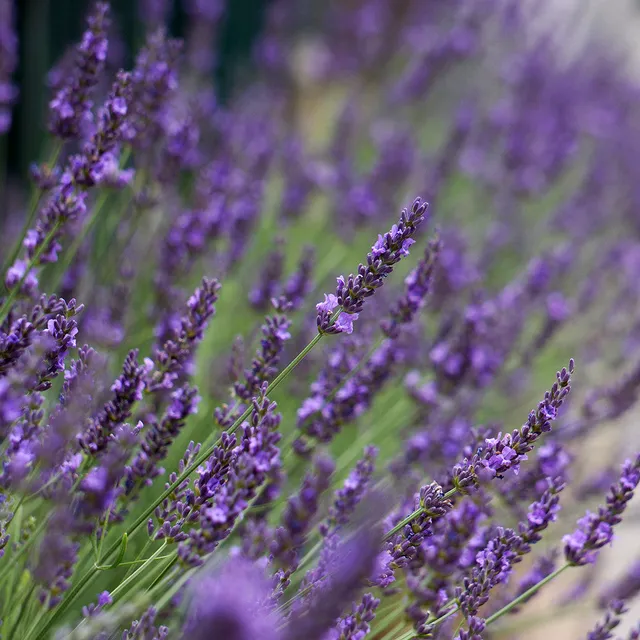 Sarah Raven Lavendel Phenomenal Pflanze 3x 9cm Topf