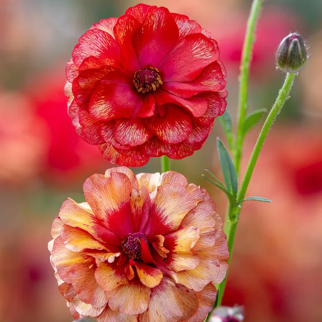 Sarah Raven Bulbs Ranunkel Butterfly Hades 3 Knollen rot