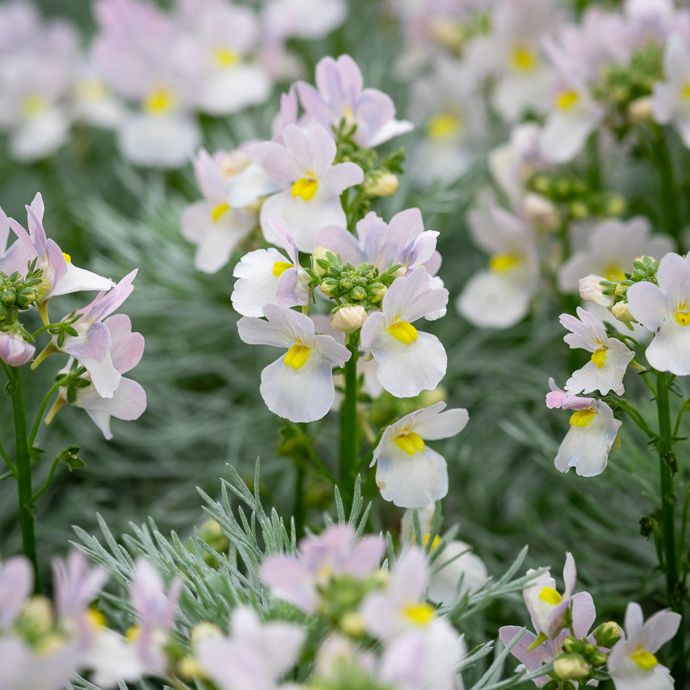 Sarah Raven Plants Nemesia Wisley Vanilla Pflanze 3x9cm weiß Duft