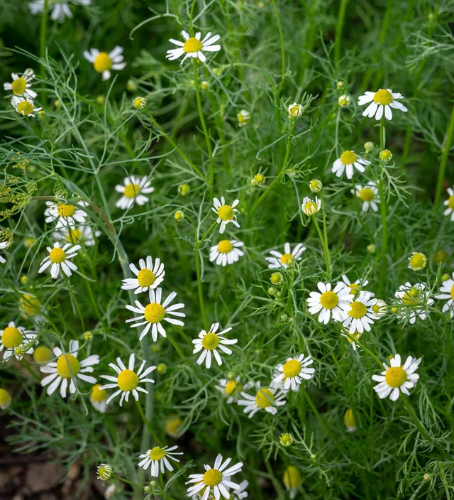 Sarah Raven Plants Römische Kamille Samen 200 Samen Tee