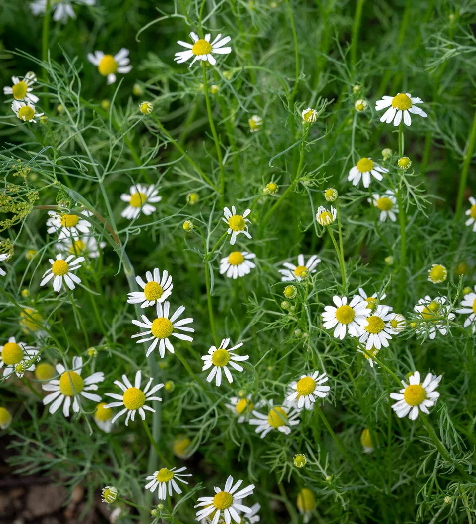 Sarah Raven Plants Römische Kamille Samen 200 Samen Tee