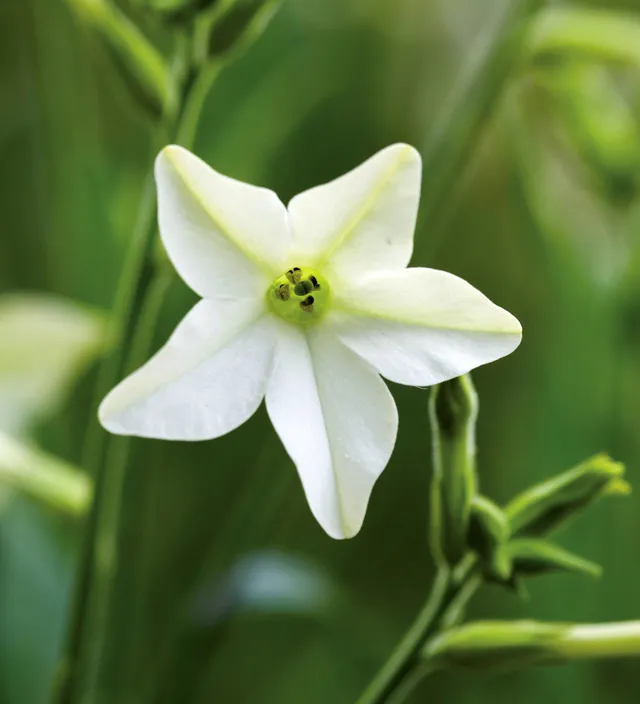 Sarah Raven Seeds Nicotiana Grandiflora Blumensamen 200 Samen duftend