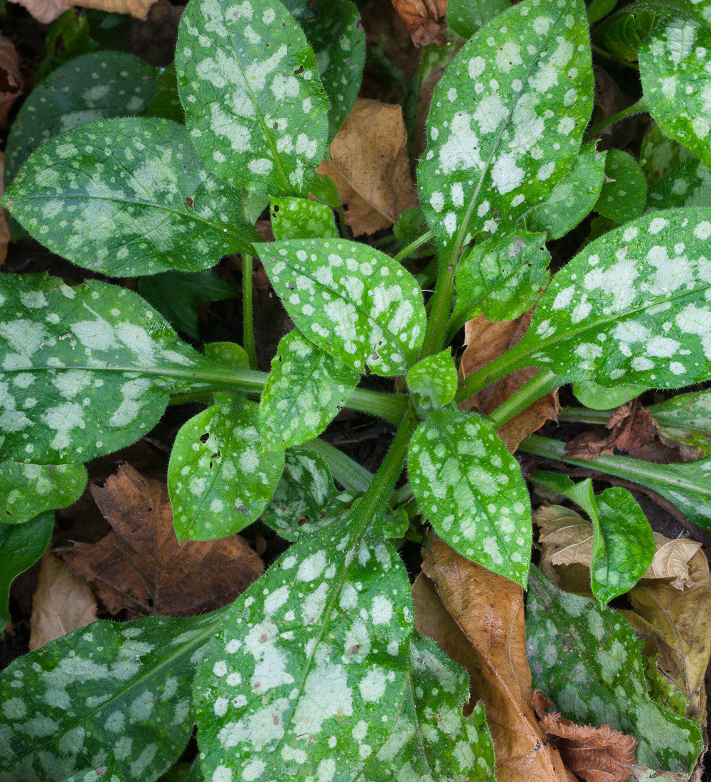 Sarah Raven Plants Pulmonaria Sissinghurst White Pflanzen 3x9cm weiß
