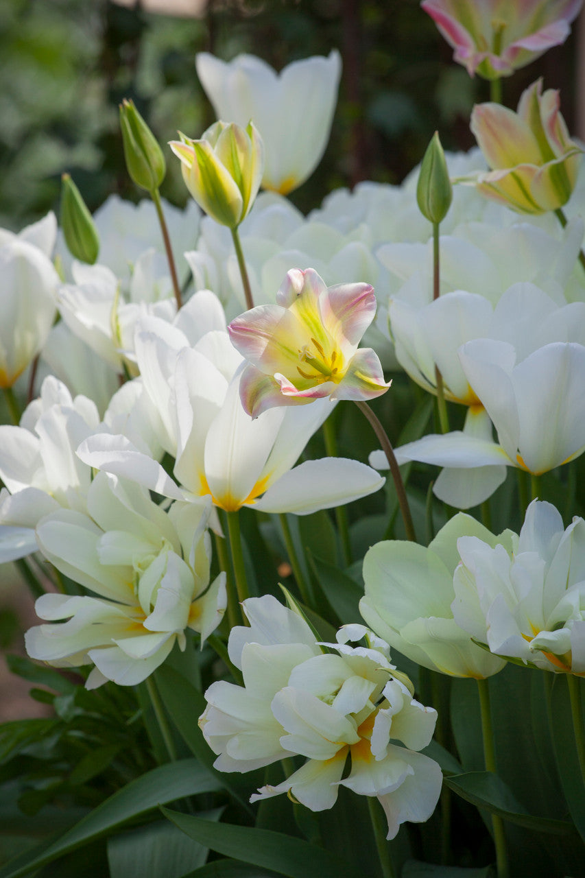 Sarah Raven Bulbs Tulpe White Valley Blumenzwiebeln 10 Stück weiß