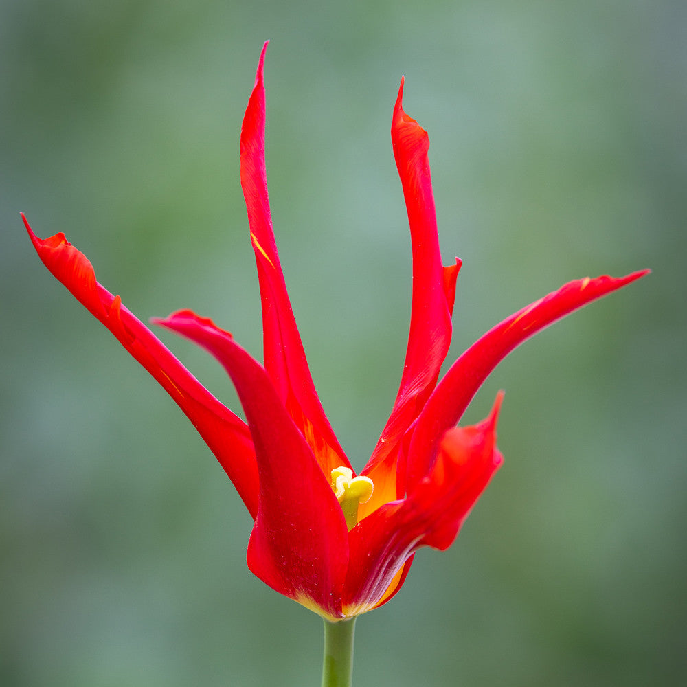 Sarah Raven Bulbs Tulip Go Go Red Tulpenzwiebeln 10 Stück rot