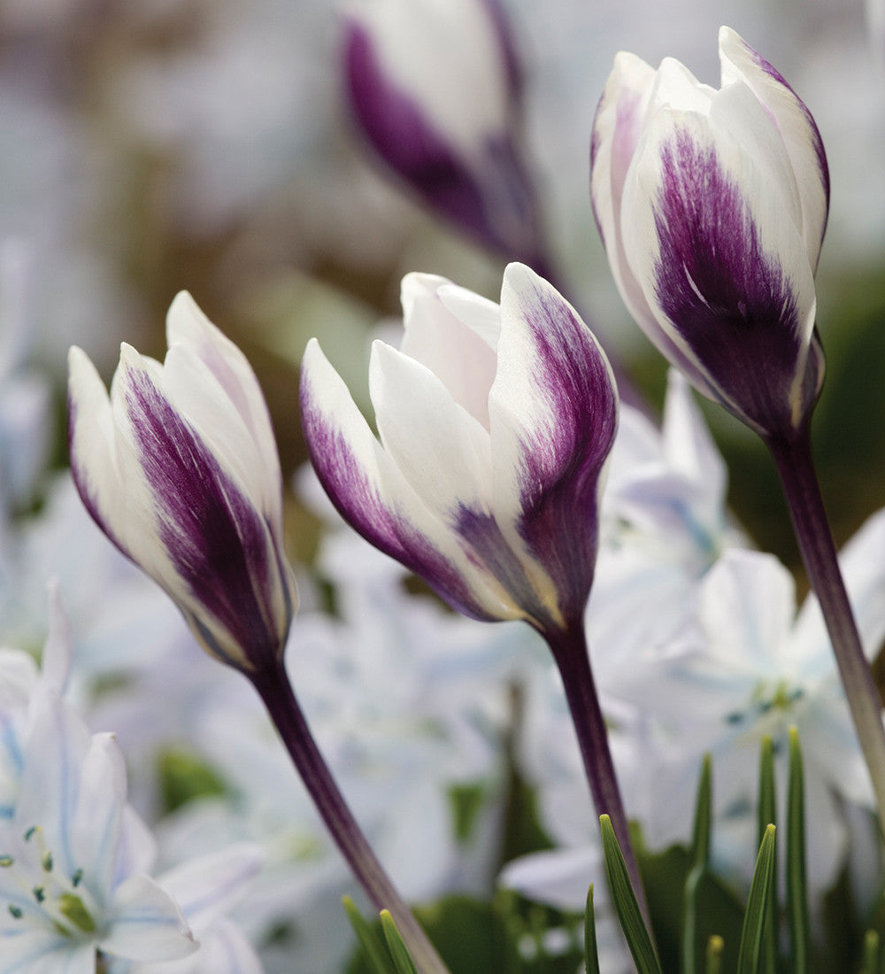 Sarah Raven Bulbs Krokus Ladykiller Blumenzwiebel 25 Knollen