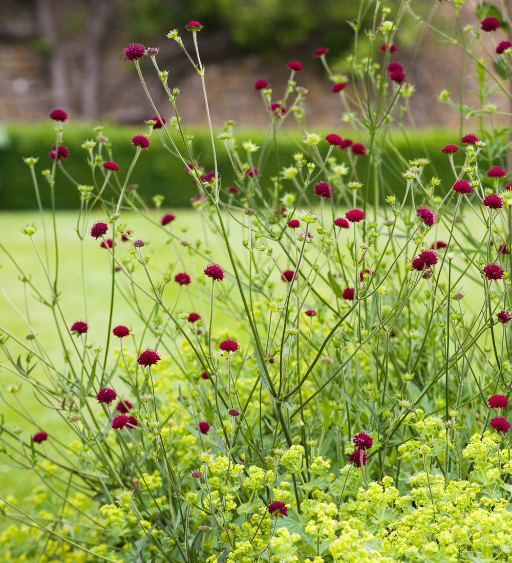 Sarah Raven Plants Knautia Macedonica Staude 3x9cm Töpfe Bienenweide