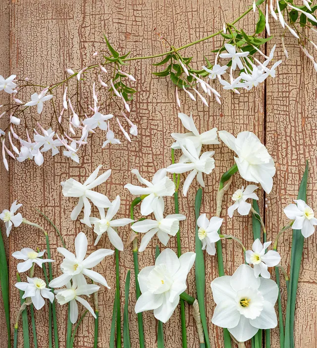 Sarah Raven Bulbs Scented White Narcissus Collection Blumenzwiebeln 30 Stück duftend weiß