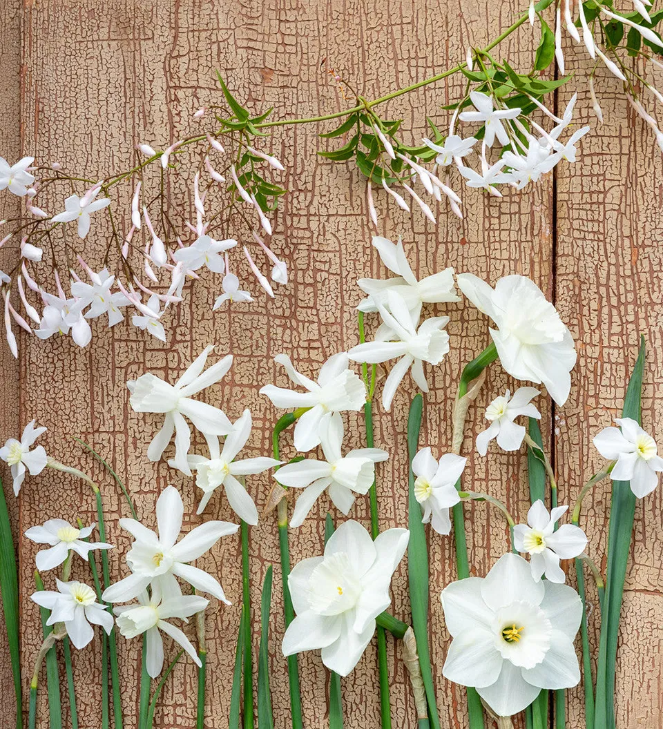 Sarah Raven Bulbs Scented White Narcissus Collection Blumenzwiebeln 30 Stück duftend weiß